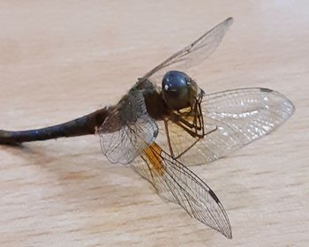 Close-up of insect