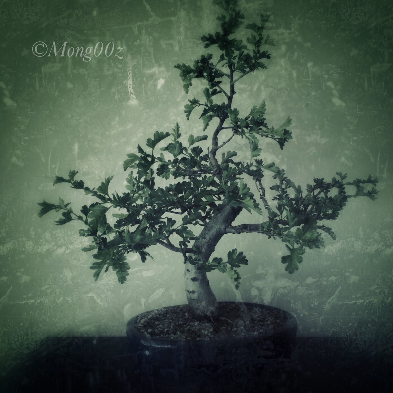 growth, tree, plant, nature, bonsai tree, no people, indoors, beauty in nature, day, olive tree, single tree