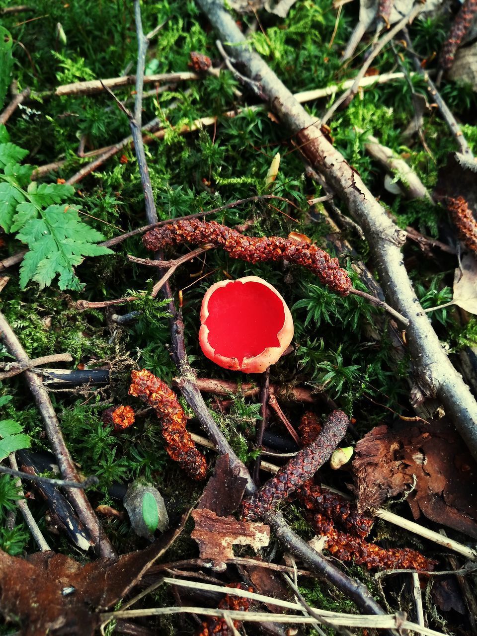 HIGH ANGLE VIEW OF RED MUSHROOMS GROWING ON TREE