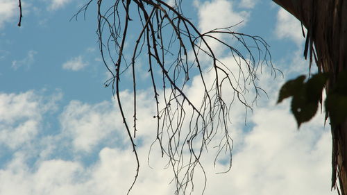 Low angle view of silhouette tree against sky
