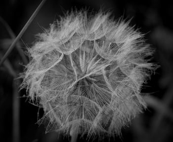 Close-up of dandelion