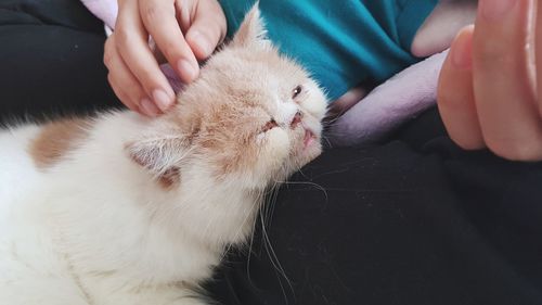 Close-up of hand holding cat