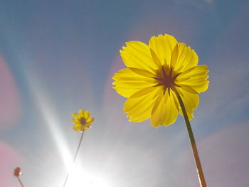 Low angle view of cosmos blooming against sky