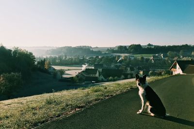 Dog sitting on road by town against clear sky