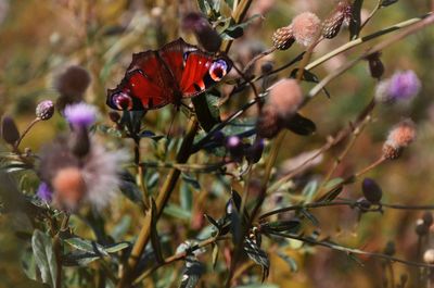 Close-up of insect on plant