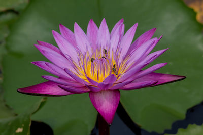 Close-up of purple lotus