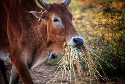 Cattle grazing and returning to shed in india