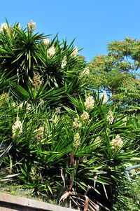 Low angle view of fresh green plants against sky