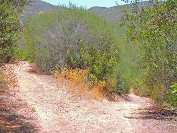 View of plants growing on landscape