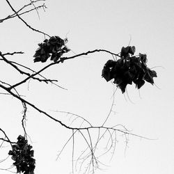 Low angle view of dry plant against clear sky