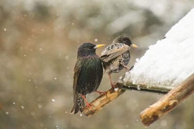 Close-up of bird perching on snow