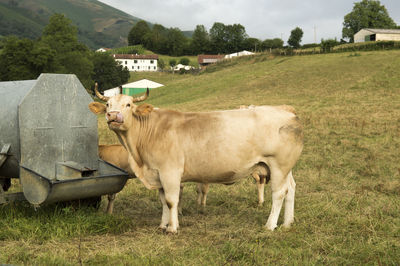 Cows standing by trough on grassy field