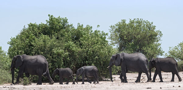 Elephant group on the chobe river front in chobe national park, botswana