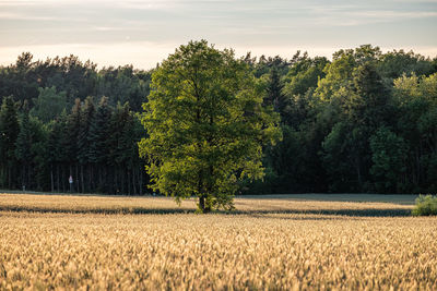 Trees growing on field against sky