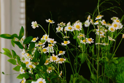 Close-up of yellow flowers blooming outdoors