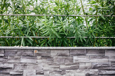 Close-up of plants growing in greenhouse