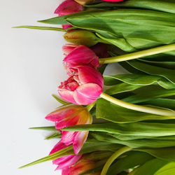 Close-up of pink tulips