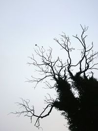 Low angle view of bare trees against clear sky
