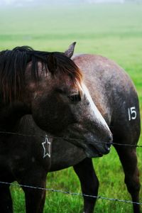 Brown horse by fence on field