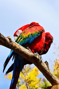Low angle view of scarlet macaw perching on branch against sky