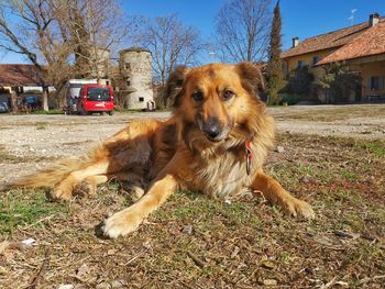 Portrait of dog on field