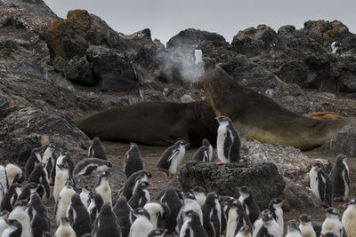 Elephant seals and gentoo chicks on livington island, south shetlands, antarctica.