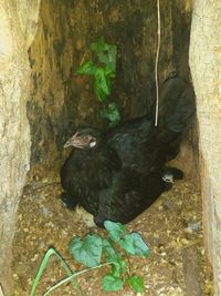 View of bird perching on wall