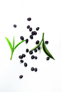 High angle view of berries on white background