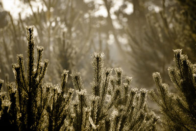 Close-up of snow on field