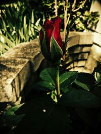 Close-up of red flower