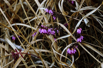 Close-up of purple flowering plant