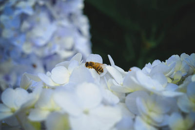 Close-up of bee pollinating on white flower