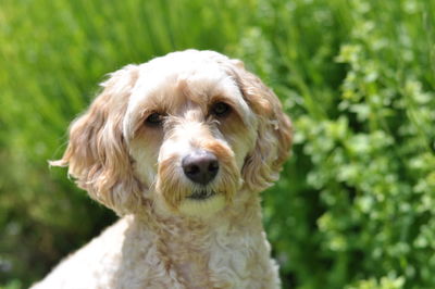 Close-up portrait of dog