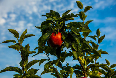Ripe red apple hanging on the tree branch in caldaro bolzano, italy