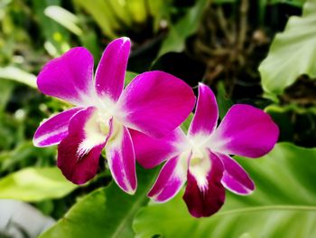 Close-up of pink flower blooming in garden