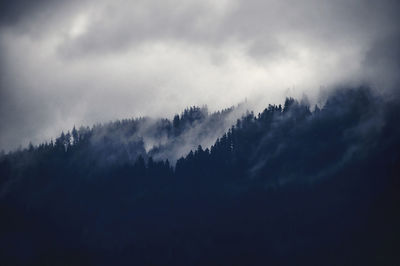 Low angle view of silhouette trees against sky