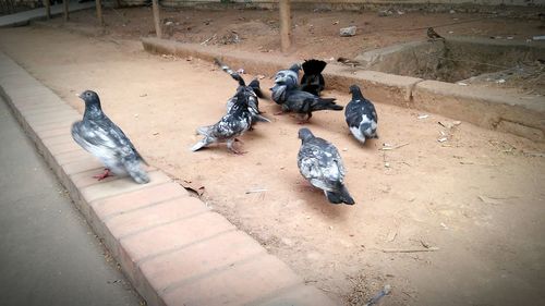 High angle view of birds on ground