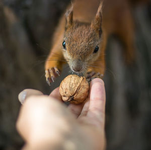 Close-up of hand holding squirrel