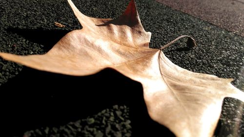 Close-up of dry autumn leaf