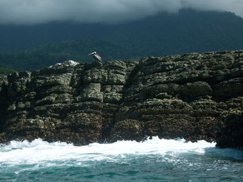 Bird perching on rock by sea against sky
