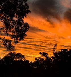 Low angle view of silhouette trees against orange sky