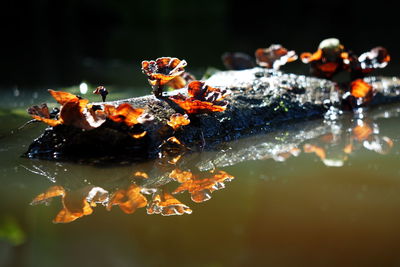 Close-up of orange flowers in water