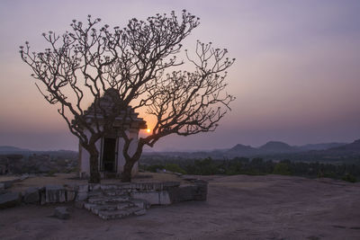 View of tree at sunset