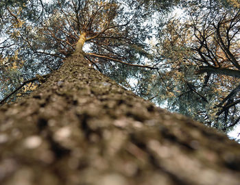 Low angle view of trees