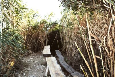 Narrow walkway along trees