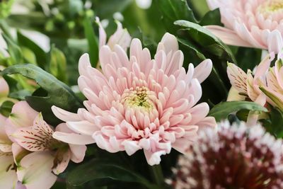 Close-up of pink flowering plant