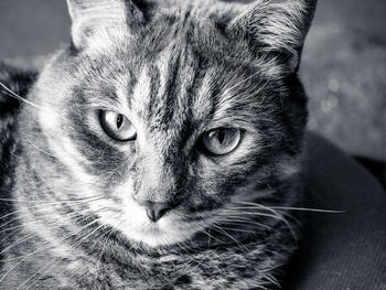 Close-up portrait of a cat