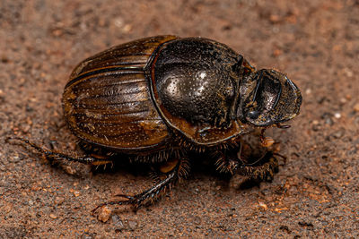 Close-up of insect