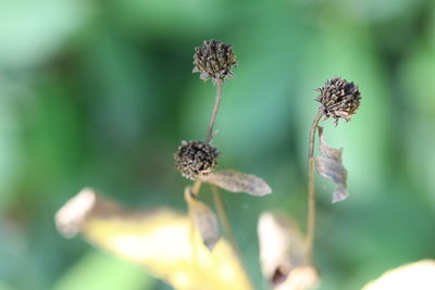 Close-up of wilted plant