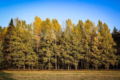 Trees in forest against clear sky